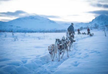 Dog Sledding in Winter wonderland with Arctic Adventure Tours, Tromsø, Norway