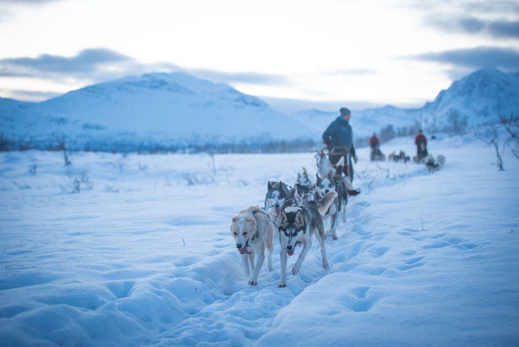 Dog Sledding in Winter wonderland with Arctic Adventure Tours, Tromsø, Norway