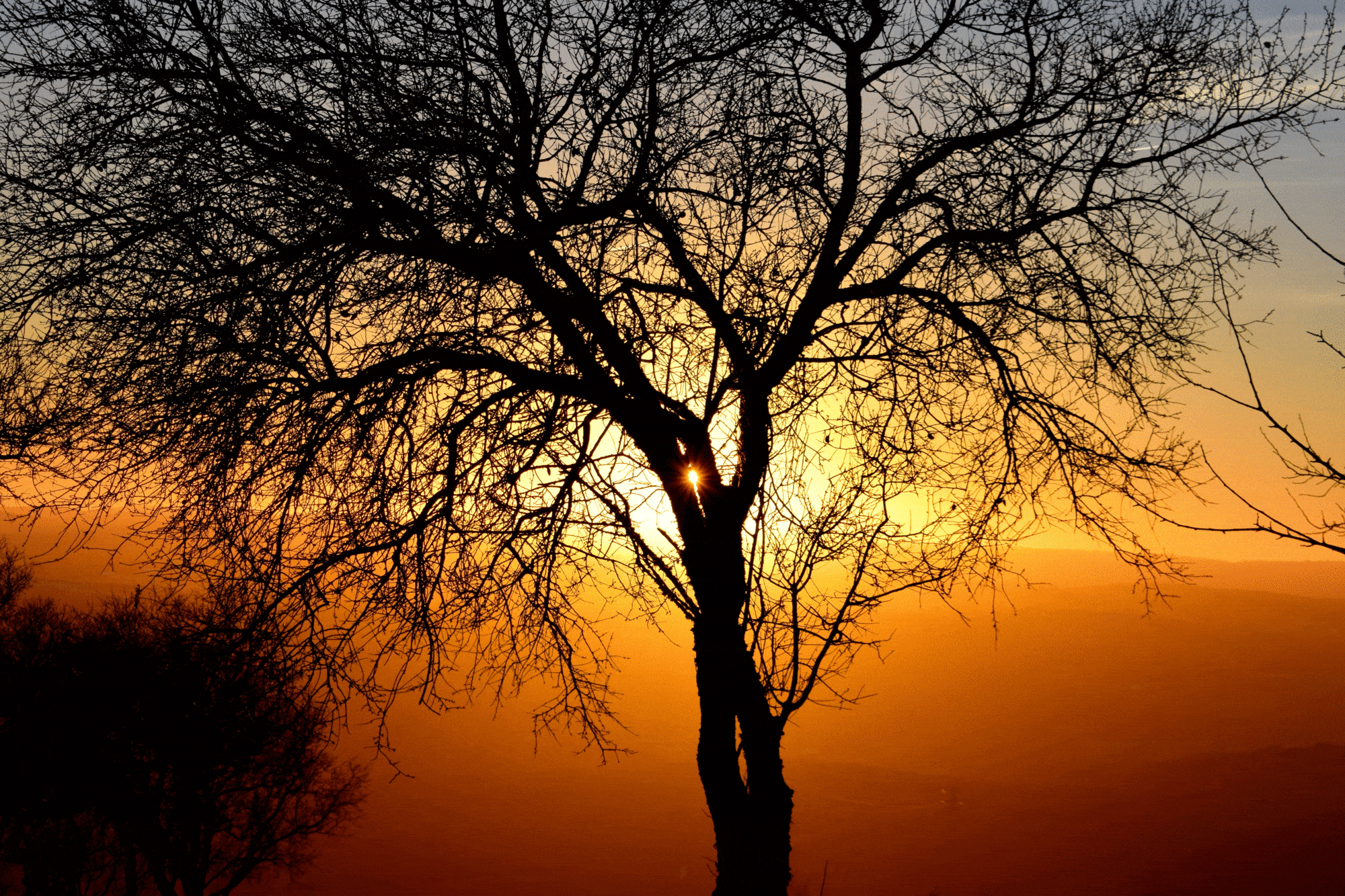 World Forest Day and World Tree Day