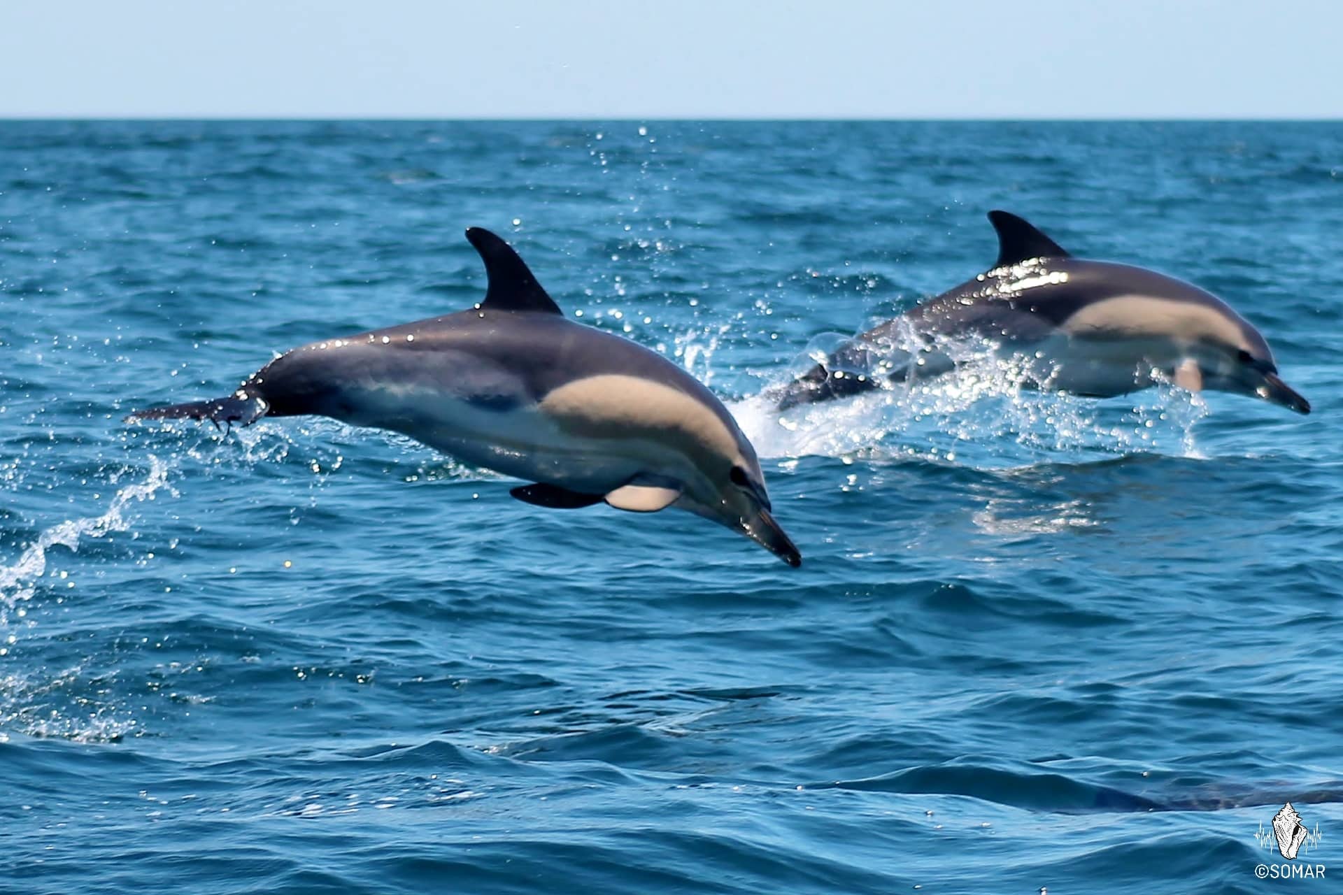 Dolphins in Algarve