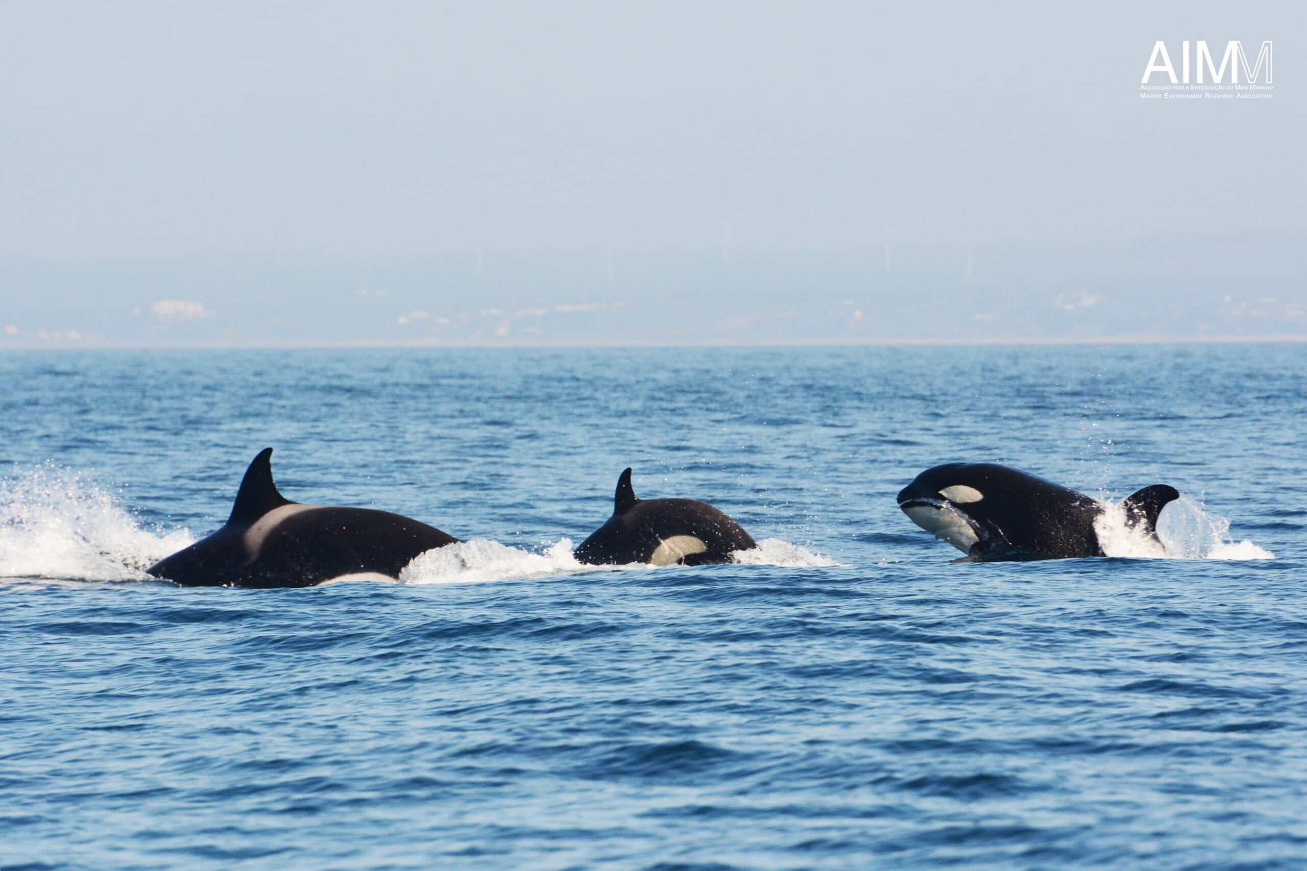 Orcas in Algarve